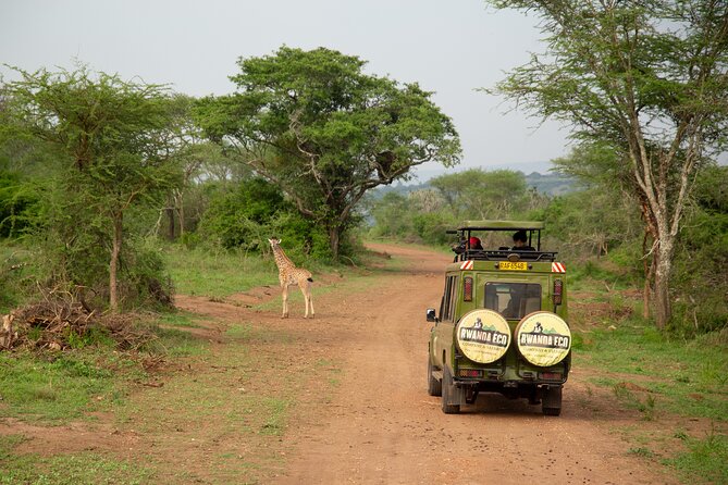 1 Day Akagera Game Drive Safari - Key things that make this Akagera day trip worthwhile