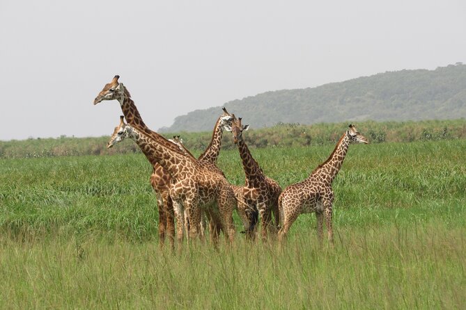 1 Day Akagera Game Drive Safari - One-day Akagera safari: the smart shortcut to Rwanda wildlife