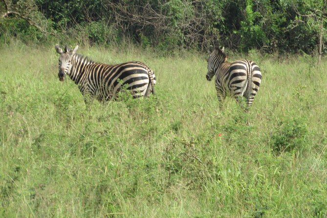 1 Day Akagera Game Drive Safari - Wildlife Chances: How to Think About the Big Five in One Day