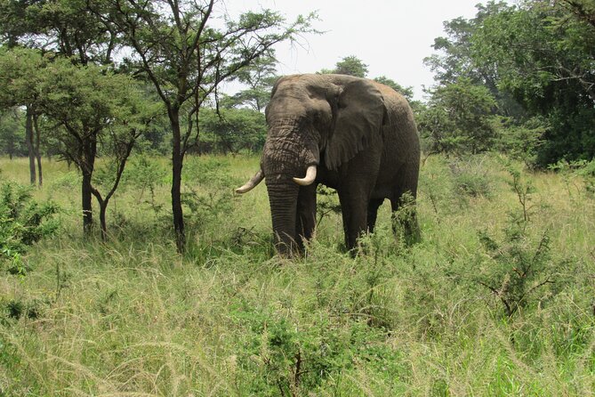 1 Day Akagera Game Drive Safari - Pickup at 5:30 am, then a long day of spotting