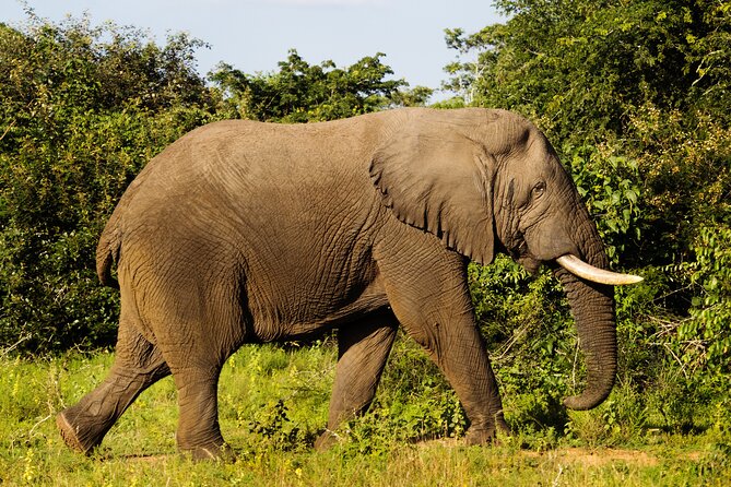 1-Day Akagera National Park Safari Experience - Rwanda’s Big Five Safari Day Starts in Kigali