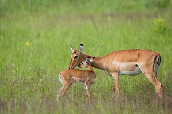 1-Day Akagera National Park Safari Experience - Lunch Included: The Midday Reset That Keeps the Day Moving