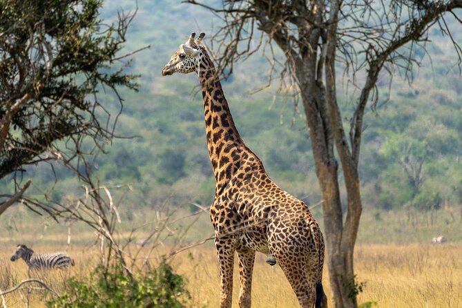 1-Day Akagera National Park Safari Experience - Hippos, Crocs, Sitatunga, and the Bird List You’ll Be Chasing