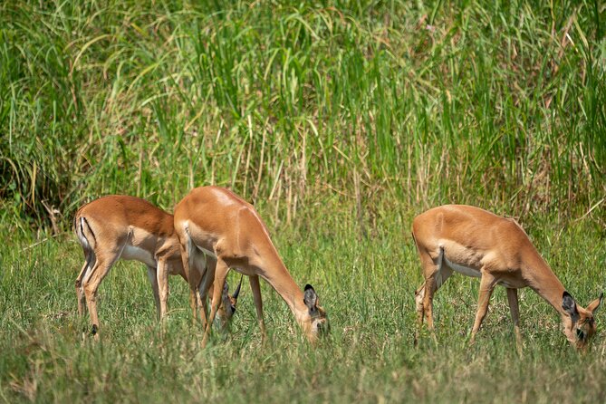 1-Day Akagera National Park Safari Experience - How the Big Five Works Here (and Why Your Guide’s Route Choice Matters)