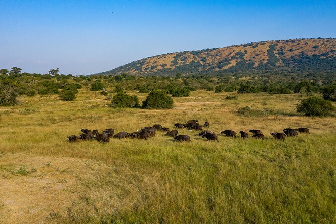 1-Day Akagera National Park Safari Experience - Price and Value: Is $594 Fair for a 15-Hour Safari Day?