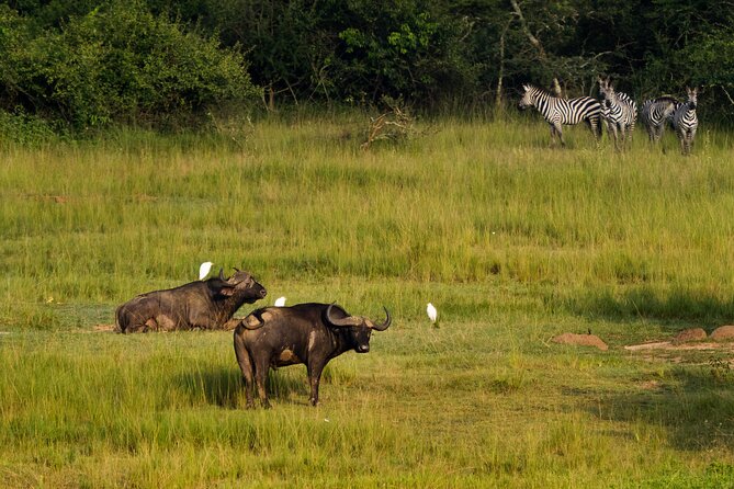 1-Day Akagera National Park Safari Experience - Who This Safari Suits Best in Real Life