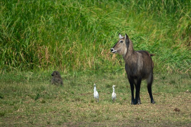1-Day Akagera National Park Safari Experience - The 5:00 am Pickup and the 2-Hour Eastward Drive