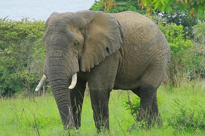 1 Day Akagera Wildlife Safari ( 2 Pax Min) - Kigali to Akagera, the early start that pays off