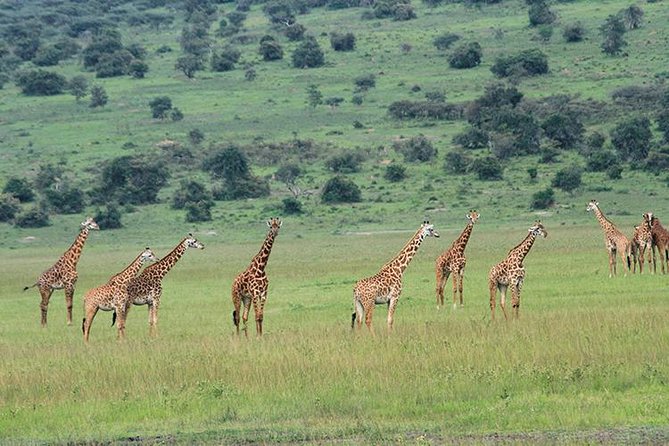 1 Day Akagera Wildlife Safari ( 2 Pax Min) - Your guide and the conservation angle that makes it more than a photo trip