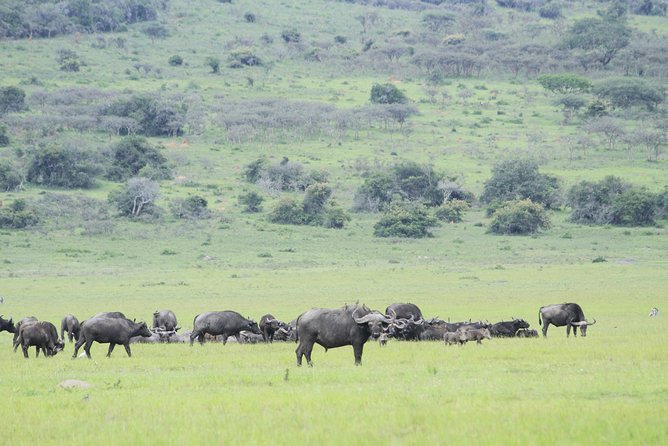 1 Day Akagera Wildlife Safari ( 2 Pax Min) - Price and value: what $380 covers and who it really fits