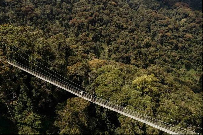 1 Day Canopy Walk Adventure in Nyungwe Forest National Park - Key Things to Know Before You Go to Nyungwe’s Canopy Walk