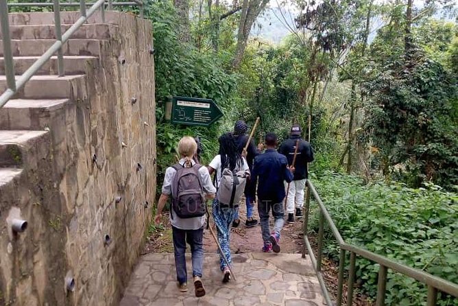 1 Day Canopy Walk Adventure in Nyungwe Forest National Park - Guides Like Darius and the Value of a Personal Pace