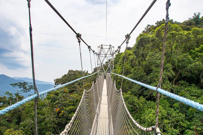 1 Day Canopy Walk Adventure in Nyungwe Forest National Park - The Kigali to Nyungwe Road Trip: Expect a Proper Early Start