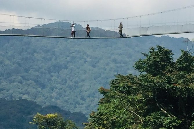 1 Day Canopy walk way in Nyungwe Natioinal park - Nyungwe canopy walkway: the main event, and why it matters