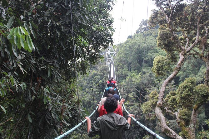 1 Day Canopy walk way in Nyungwe Natioinal park - Wildlife spotting and rainforest walking: how to make your day more than a photo stop