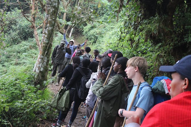 1 Day Canopy walk way in Nyungwe Natioinal park - What’s actually included, and where your budget might land