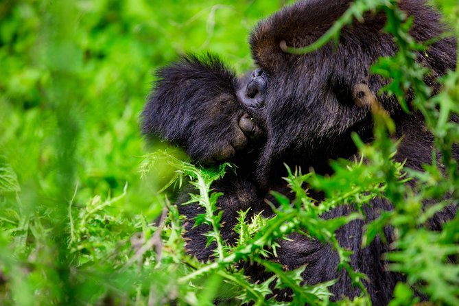 1 Day Gorilla Trekking Safari Tour - Kigali to Volcanoes National Park, in plain terms