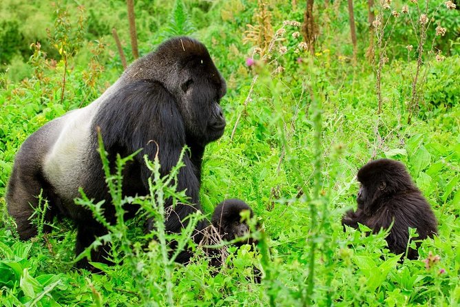 1 Day Gorilla Trekking Safari Tour - The early morning Jeep ride: what the 112 km drive feels like