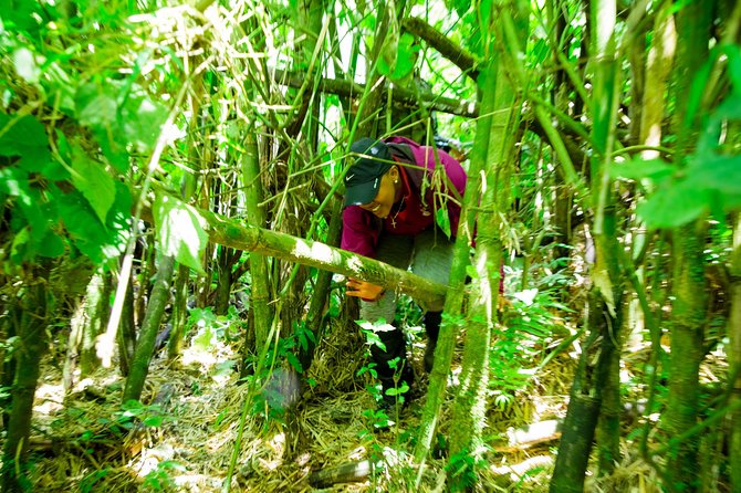 1 Day Gorilla Trekking Safari Tour - Organization and guides: the names that keep showing up