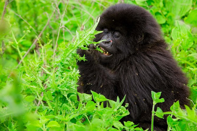 1 Day Gorilla Trekking Safari Tour - Price and value: why $2,650 is a “real” safari cost