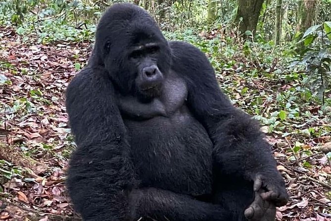 1 Day Gorilla Trekking Uganda - Key Things I’d Plan Around