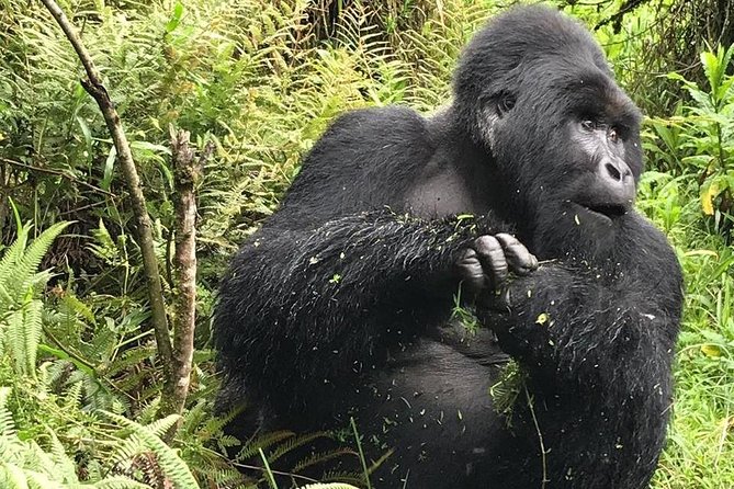 1 Day Gorilla Trekking Uganda - Private Means Your Briefing and Pace Are Built for You