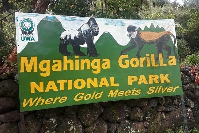 1 Day Gorilla Trekking Uganda - The 4:00am Start in Kigali: What the Day Actually Feels Like