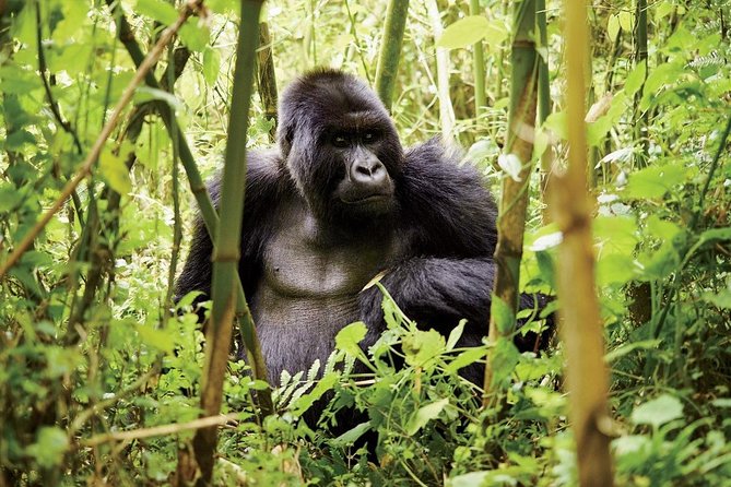 1 Day Gorilla trekking volcanoes national park - Gorilla Guardians Village, Conservation With a Human Face