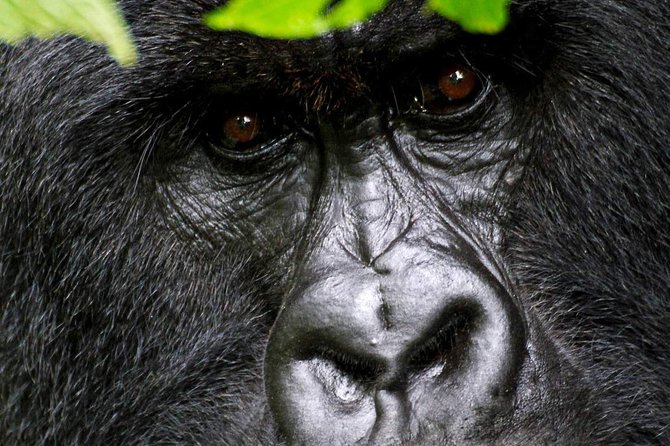 1 Day Gorilla trekking volcanoes national park - The 4:00 am Kigali Pickup and the 4x4 Drive to Volcanoes National Park