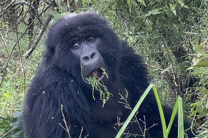 1 Day Guided Gorilla Trekking Safari Experience in Rwanda - Price and logistics: is $2,700 a fair deal for a 1-day gorilla trek