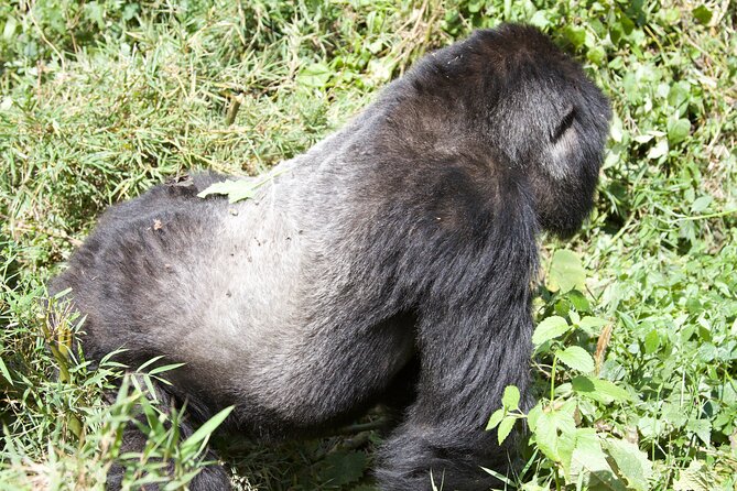 1 Day Rwanda Gorilla Trekking Tour - Volcanoes National Park, and Why This Trip Works