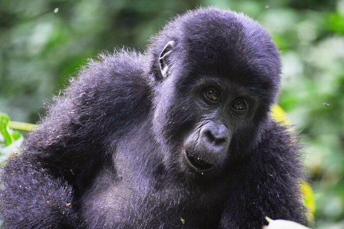 1 Day Rwanda Gorilla Trekking Tour - The Forest Hike: Strenuous, Slow, and Worth It