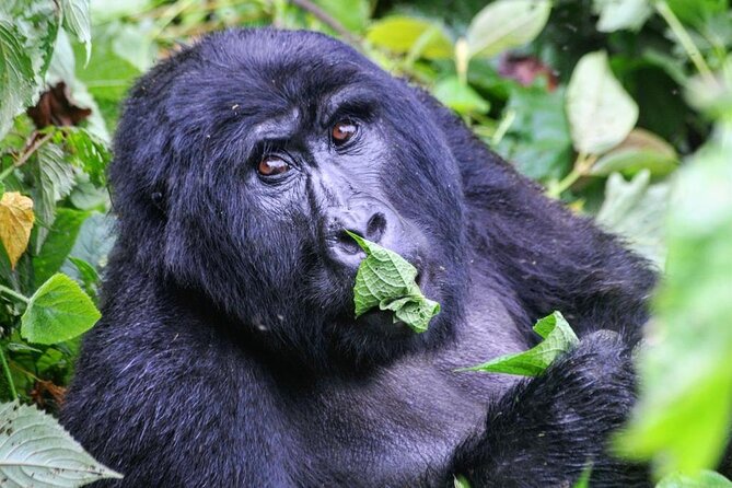 1 Day Rwanda Gorilla Trekking Tour - What’s Included, and What It Means for Your Money