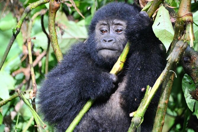 1 Day Rwanda Gorilla Trekking Tour - Lunch, Water, and the Practical Comforts That Prevent Meltdown