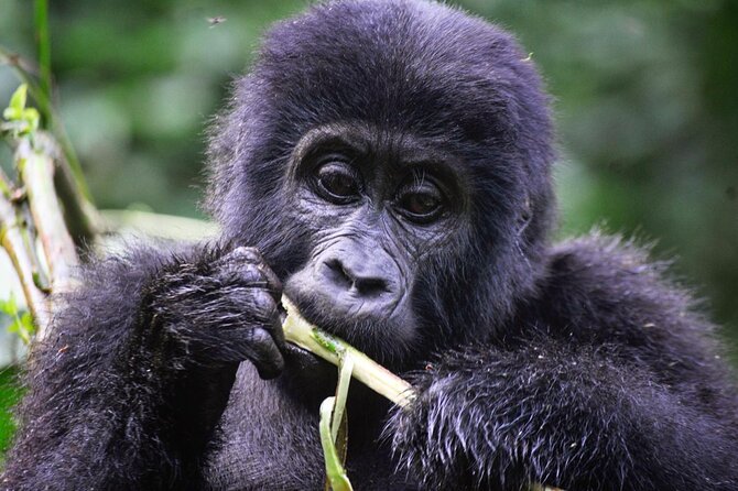 1 Day Rwanda Gorilla Trekking Tour - Private Format: What You Gain, What You Still Share