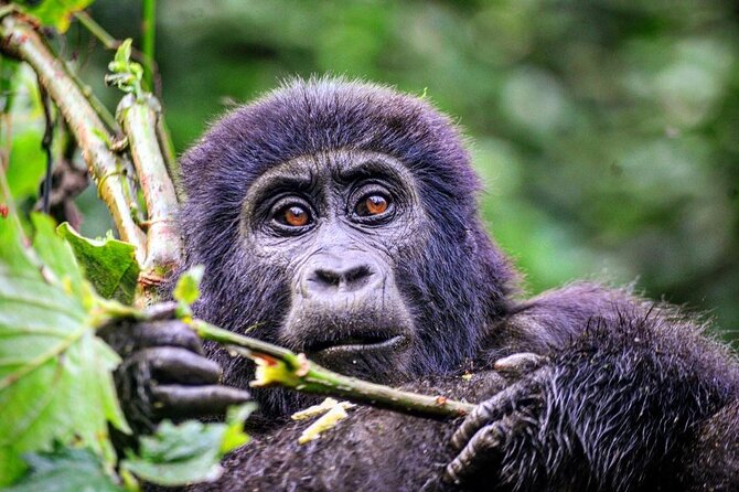 1 Day Rwanda Gorilla Trekking Tour - Who This Tour Is Best For