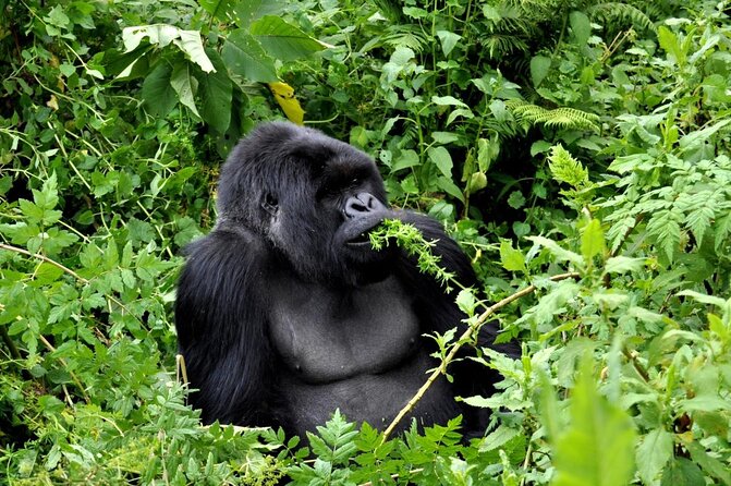 1 Day Rwanda Gorilla Trekking Tour In The Volcanoes National Park - Key points worth knowing before you go