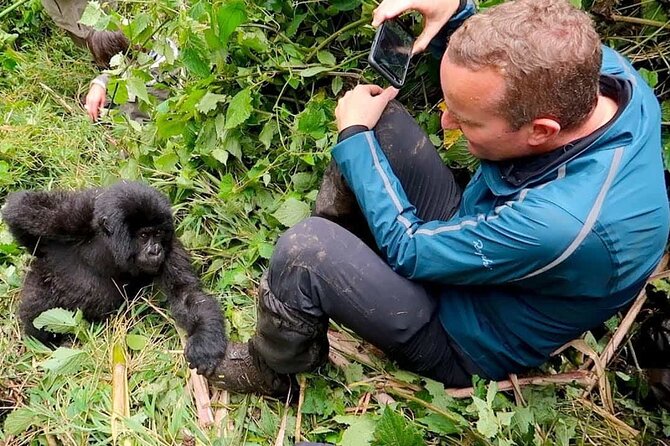 1 Day Rwanda Gorilla Trekking Tour In The Volcanoes National Park - Volcanoes National Park Drive Through Hills, Bamboo, and Swamps