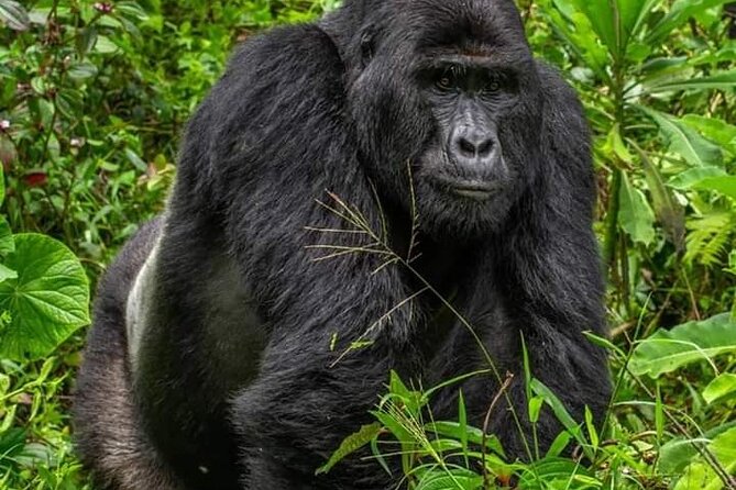 1 Day Rwanda Gorilla Trekking Tour In The Volcanoes National Park - The Gorilla Trek Itself: What the 2 to 5 Hours Is Really Like