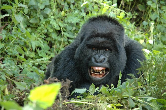 1 Day Rwanda Gorilla Trekking Tour In The Volcanoes National Park - What to Pack and How to Prepare for a Day Like This