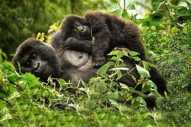 Mountain gorillas in the bamboo of Volcanoes National Park