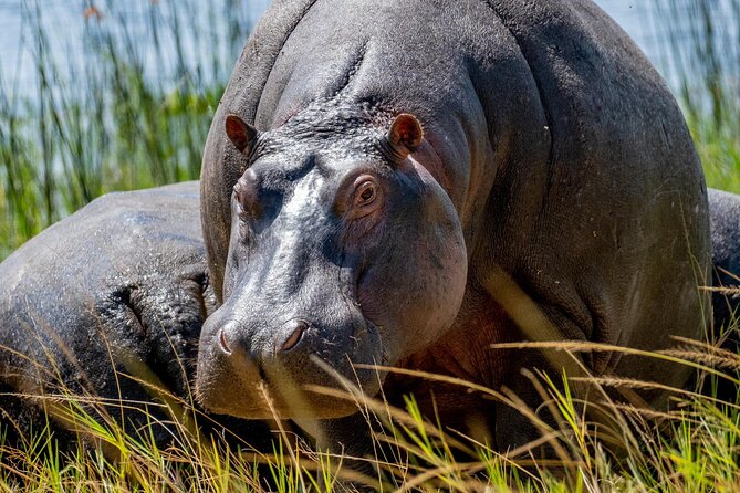 1 Day Safari to Akagera national park-Big5 Safari - Key highlights I think are worth your attention