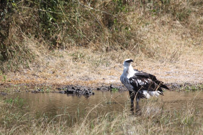 1 Day Safari to Akagera national park-Big5 Safari - The Lake Ihema boat cruise at 2:00 pm: why it changes the day
