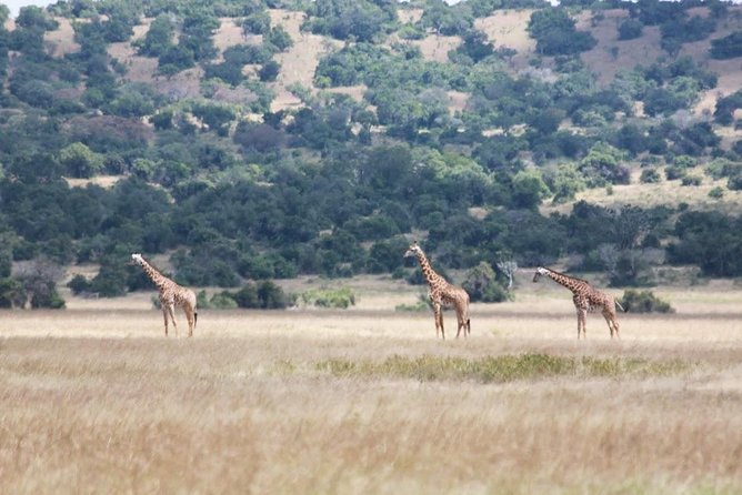 1 Day Safari to Akagera national park-Big5 Safari - Lunch, bottled water, and what is included in the real-world value