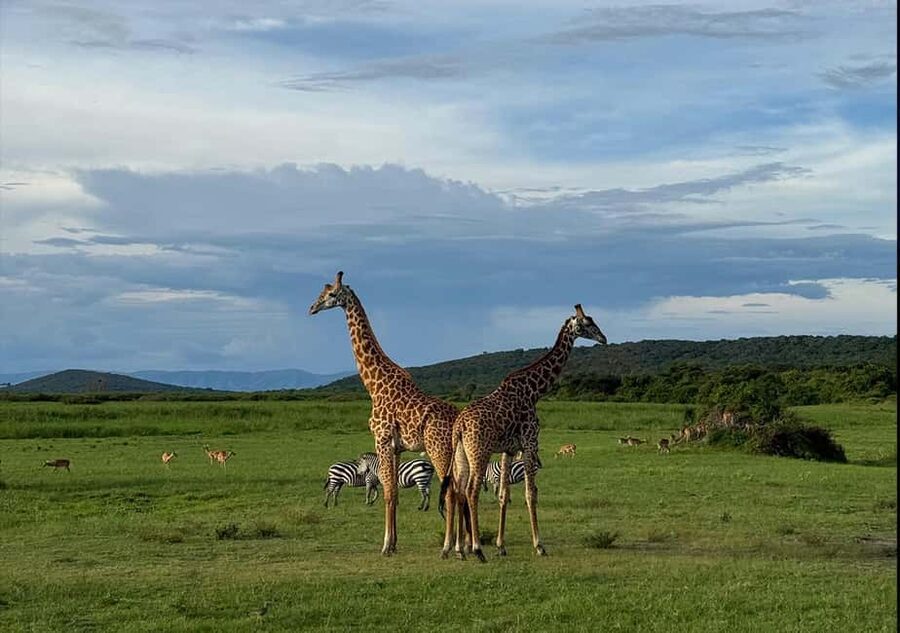 2 Day Akagera Big 5 Game drive Safari & Highest Peak Camping - Key Takeaways Before You Go