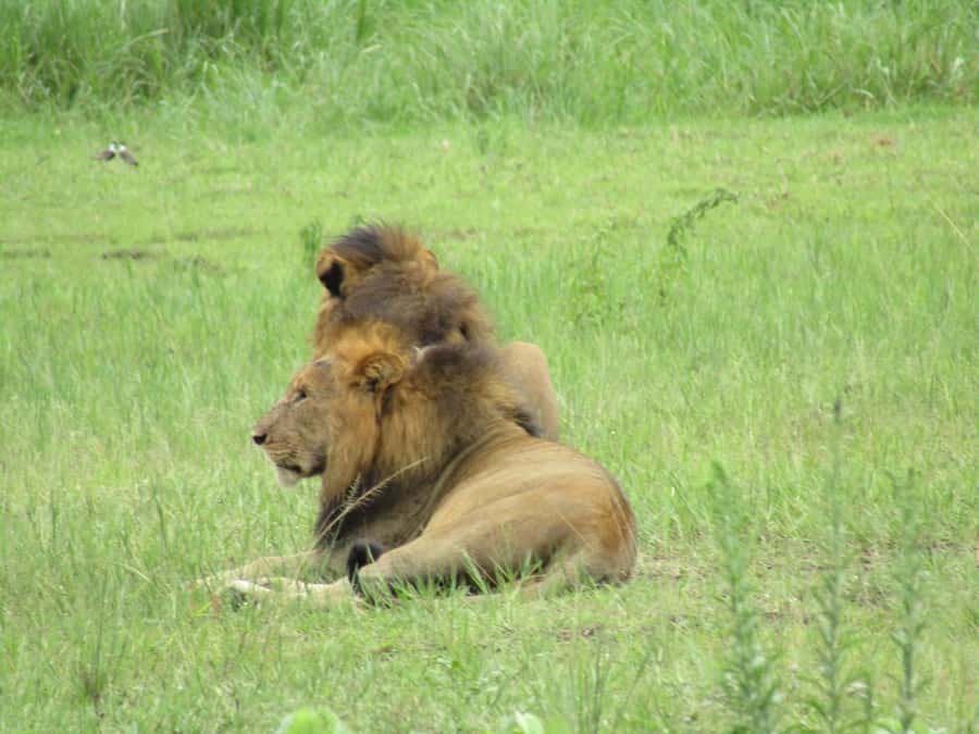 2-Day Akagera Game Drive, Boatride & Safari resort overnight - Entering Akagera from Kigali, a 2.5-hour ride that sets the tone