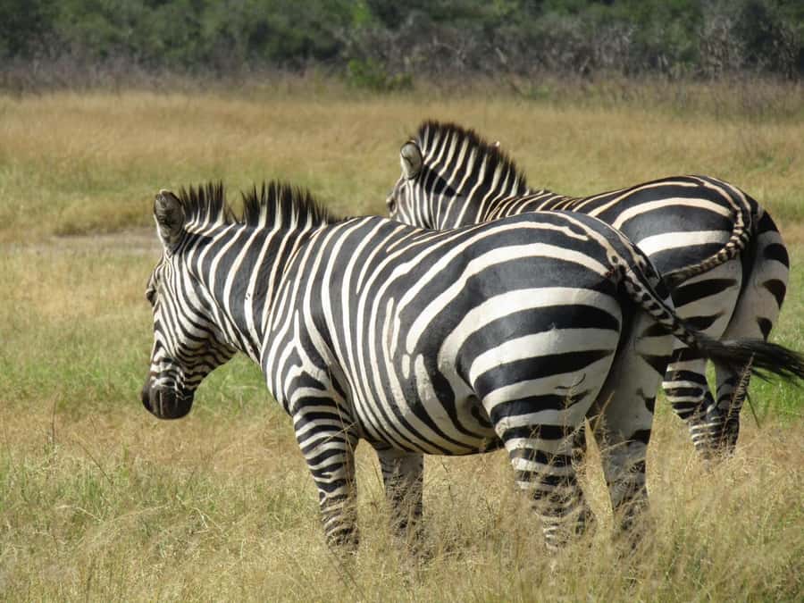 2-Day Akagera Game Drive, Boatride & Safari resort overnight - Day 2 early breakfast, then the long game drive hunt
