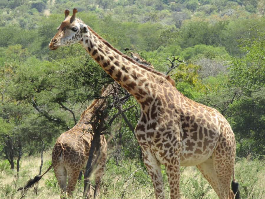 2-Day Akagera Game Drive, Boatride & Safari resort overnight - Price and logistics: is $590 good value in practice?