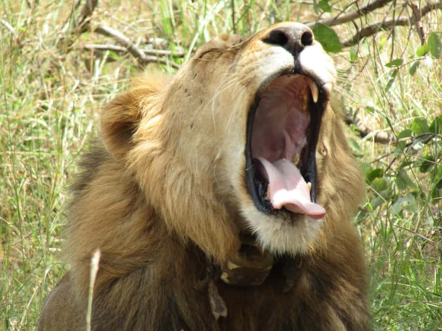 2-Day Akagera Game Drive, Boatride & Safari resort overnight - Who this Akagera 2-day safari fits best, and who should reconsider