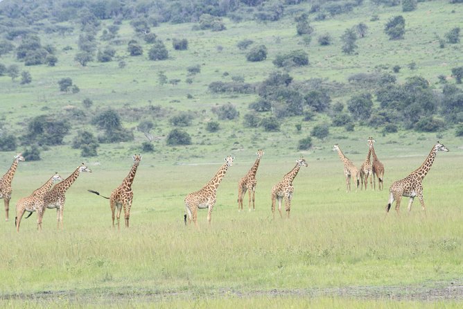 2 Days Akagera Wildlife Safari - Akagera safari from Kigali: how the two day rhythm feels